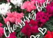 Cyclamen rouge, blanche, rose Choissisez bien