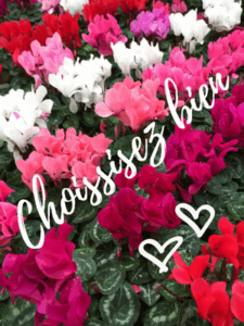 Cyclamen rouge, blanche, rose Choissisez bien