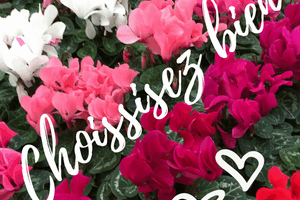 Cyclamen Cyclamen rouge, blanche, rose Choissisez bien