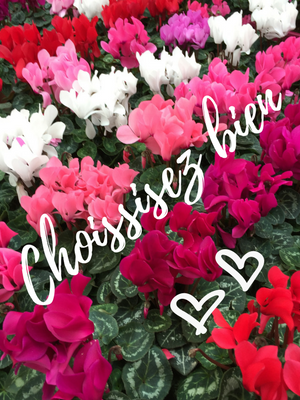 Cyclamen Cyclamen rouge, blanche, rose Choissisez bien