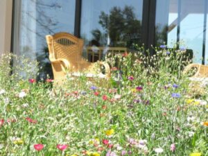 Prairie fleuri avec chaise 