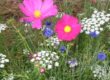 Fleurs sauvages et cosmos