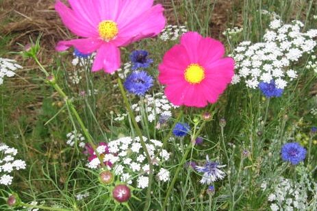Prairie fleurie semis de fleurs Fleurs sauvages et cosmos