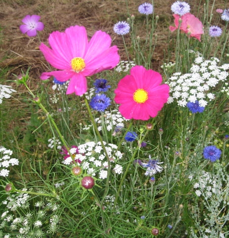 Prairie fleurie semis de fleurs Fleurs sauvages et cosmos